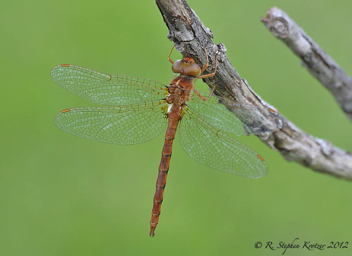 Neurocordulia virginiensis, male